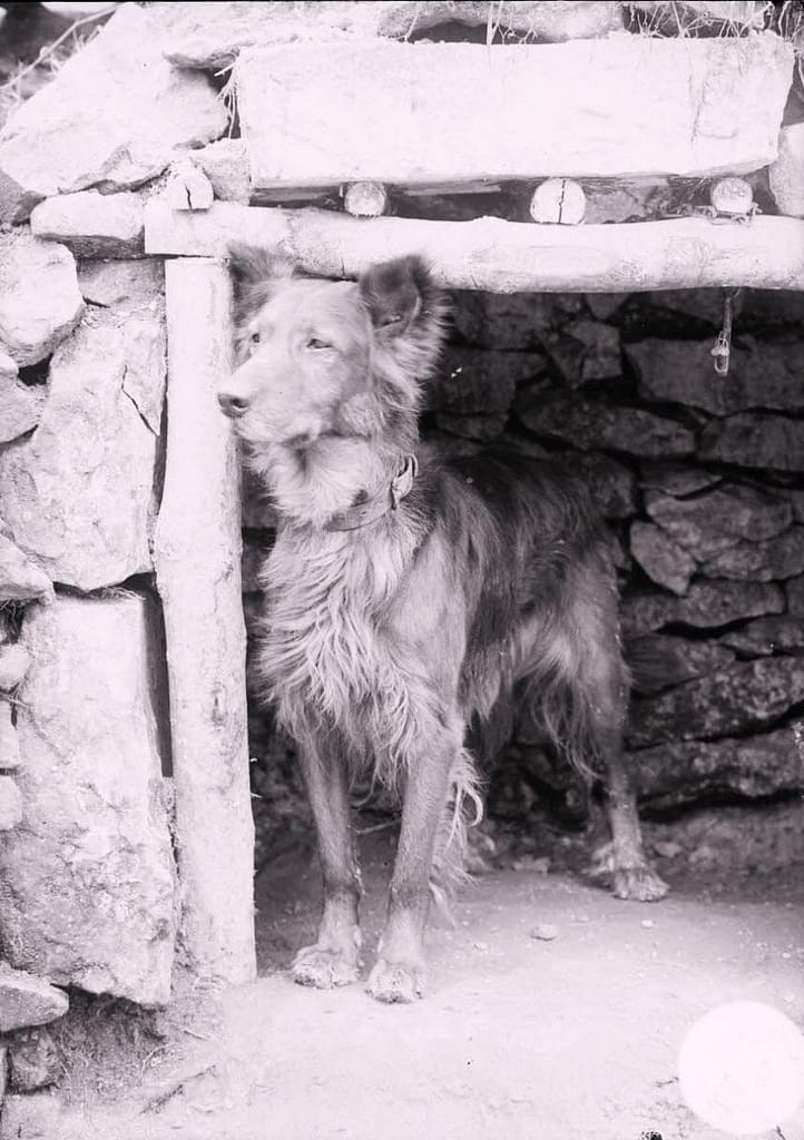 Chien de guerre dans un abri en 1914, illustration pour l'histoire de Sultan dans Soldats occupation 1914.